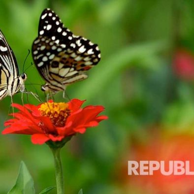 Belajar dari Puasanya Kupu-Kupu